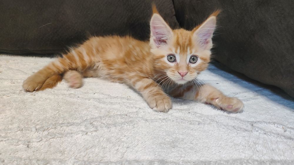 Рыжий красавчик Мейн Кун.