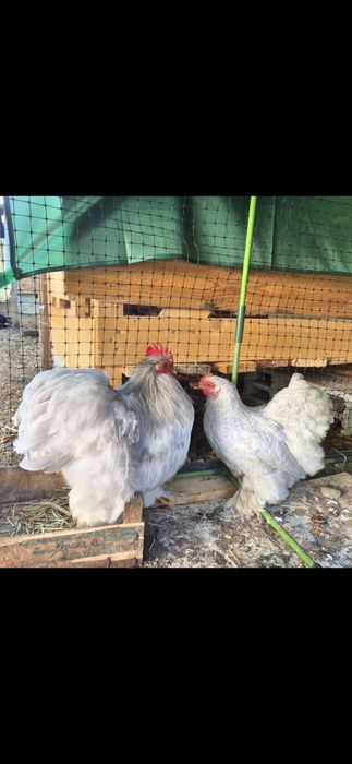 Pintos Pekin Cinzento