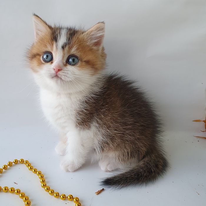 Котики, кошечки, котята. Если в доме нет котодеток тогда в нем скукота