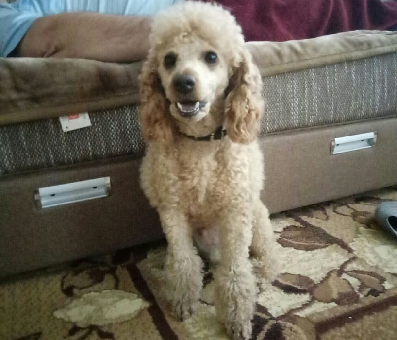 Вязка пудель карликовый