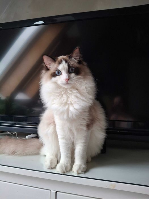 Ragdoll – kocurek FPL, cudny Emillio.
