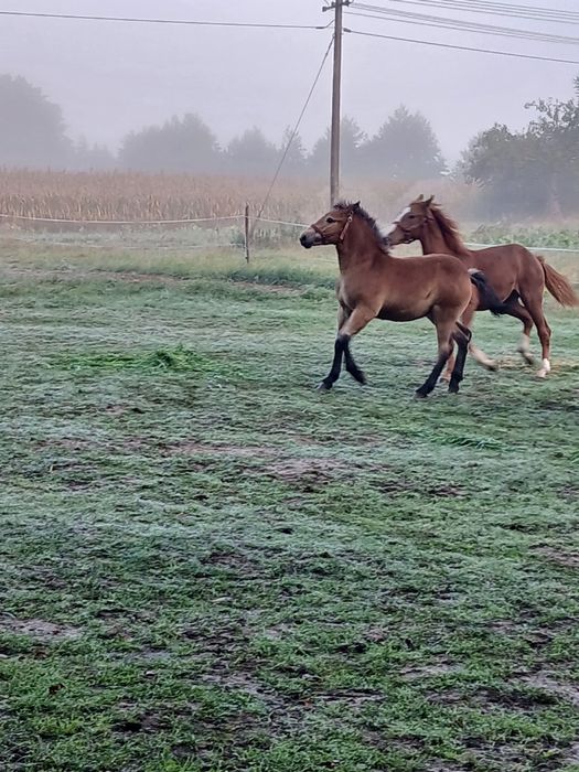 Źrebica pkz 6 msc Łysołaje-Kolonia • OLX.pl