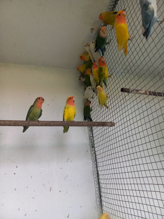 Agapornis novos 2026