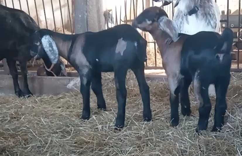 Koziołek do rezerwacji