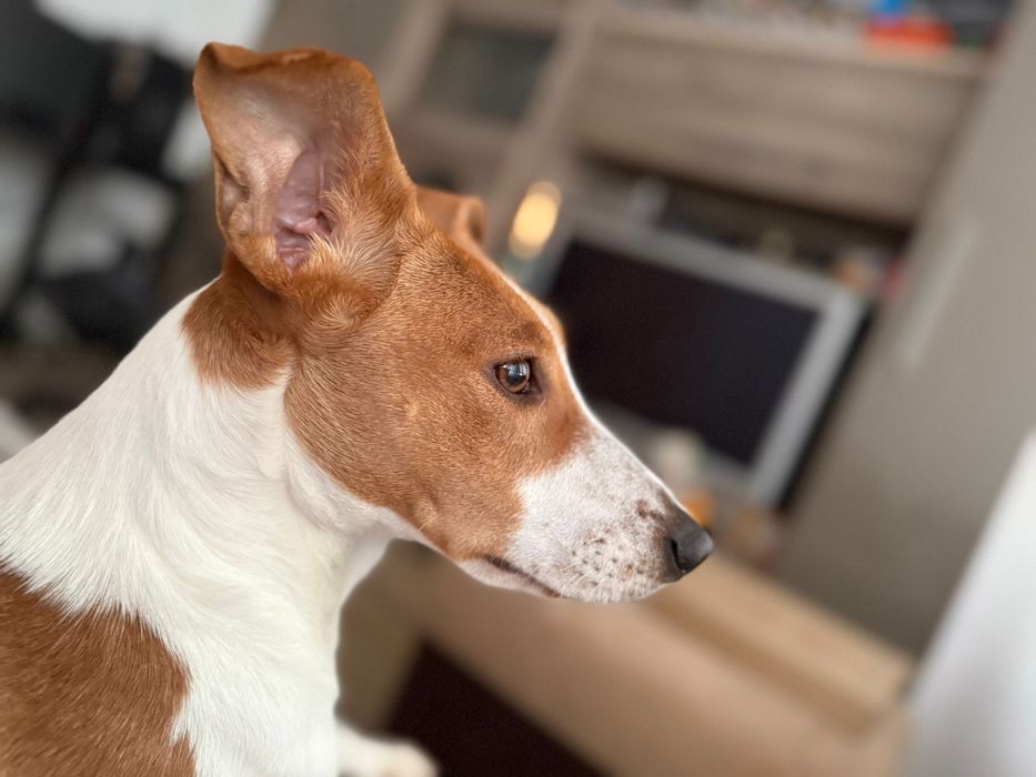 Młody piesek szuka nowego domu