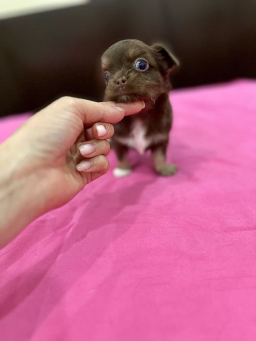 Macho chihuahua mini