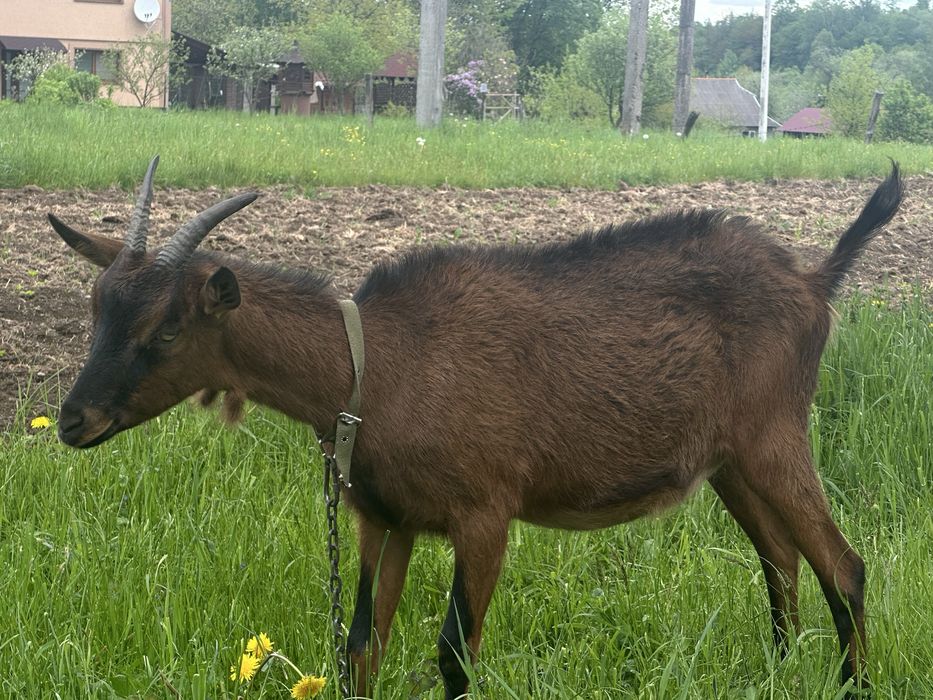 Коза козичка Альпієчка Альпійська