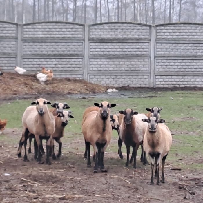 Owce i baranki kameruńskie