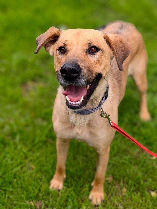 Mila, młoda przyjazna sunia, mix labrador