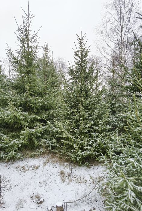 Duże choinki świerki plantacja