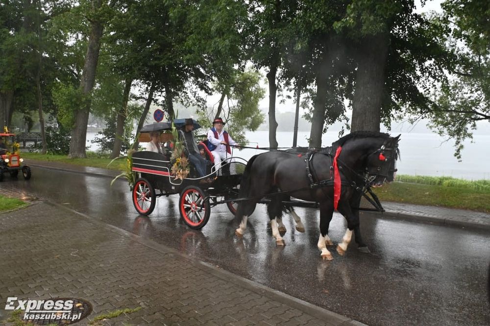 Ogier śląski Idalgo