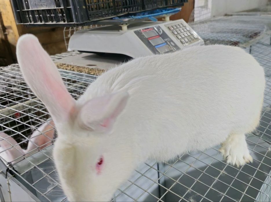 Кроличка породи темонська біла