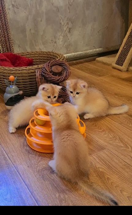 Золотая шиншилла котята