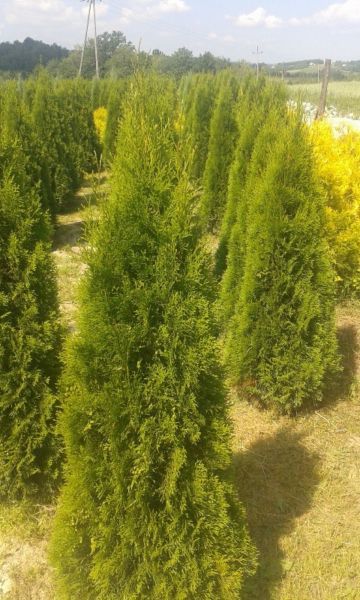 Tuja tuje szmaragd thuja smaragd