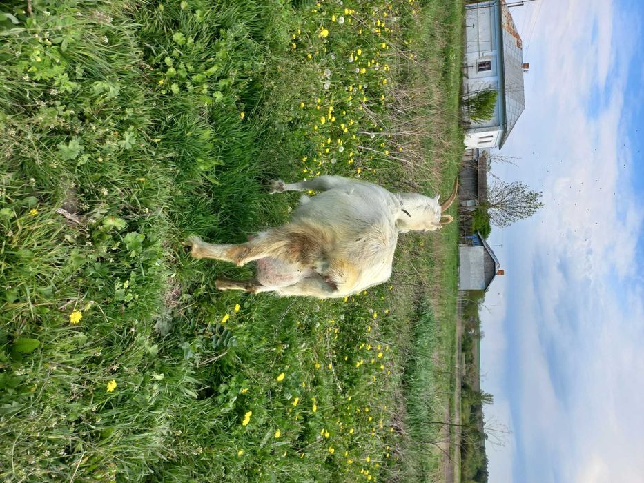 Купити козу козенята  обміняти козлика зеаненця  народився 6.04. 2025р