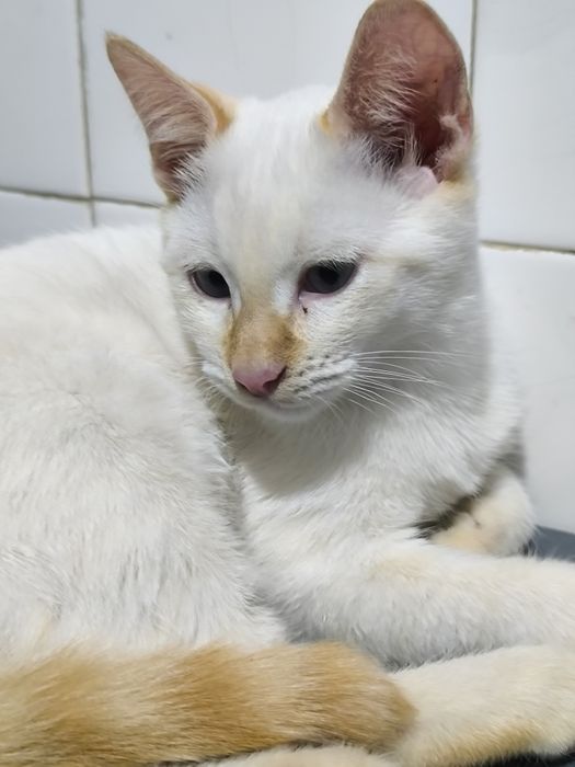 Gatinha para adoção responsável