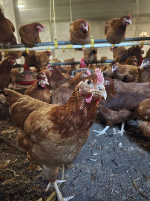 Kura Kury Nioski Rosa Dominant Jarzębiaty, brojlery