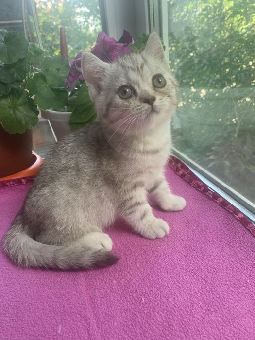 Шотландский прямовухий котик
