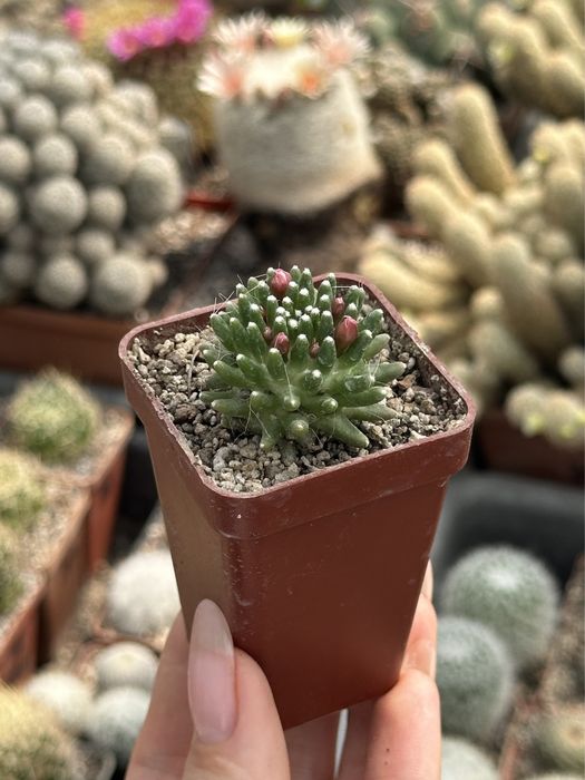 Кактус Мамілярія Паінтері Mammillaria painteri