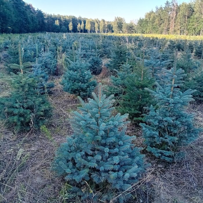 Tuja kórnik szmaragd braband blue arrov globosa swierk  jodła