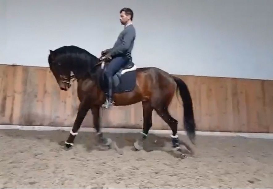 Cavalo Psl 5 anos