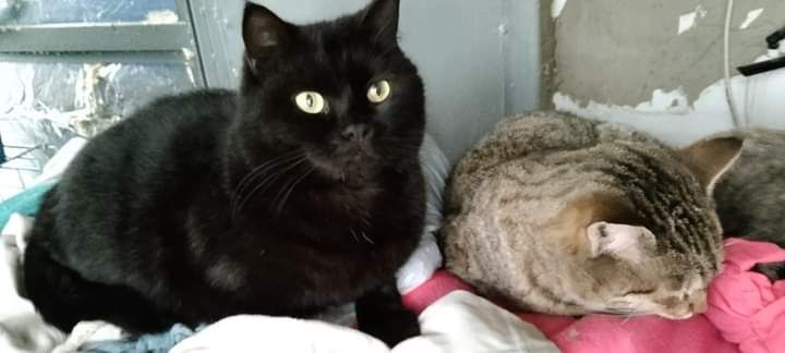 Кицюня шукає дім