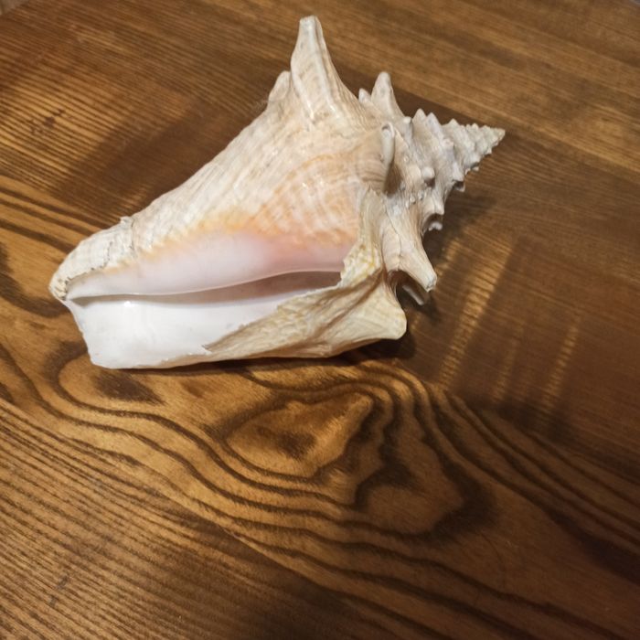 Ракушка "Волнистый стромбус "