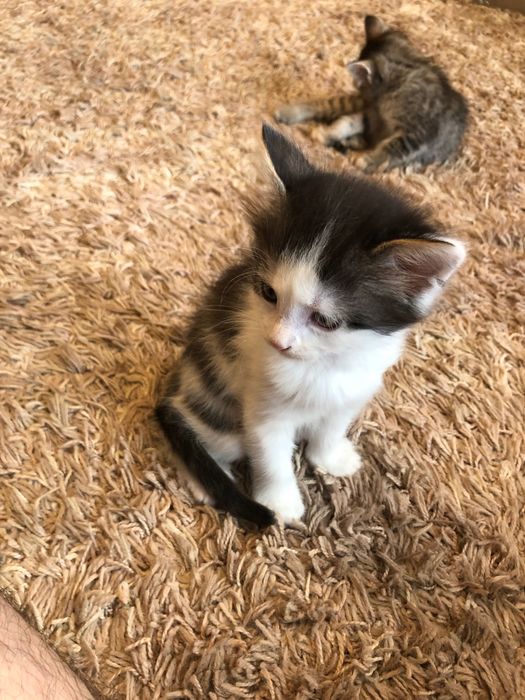 Кошеня безкоштовно