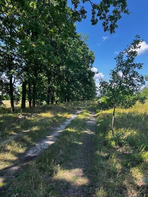 Продаються ділянки  біля села Озера Бучанського району.