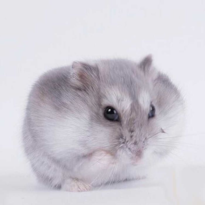 Джунгарские хомячки, хомячата, хомяки, хомяк, карликовые, джунгарики