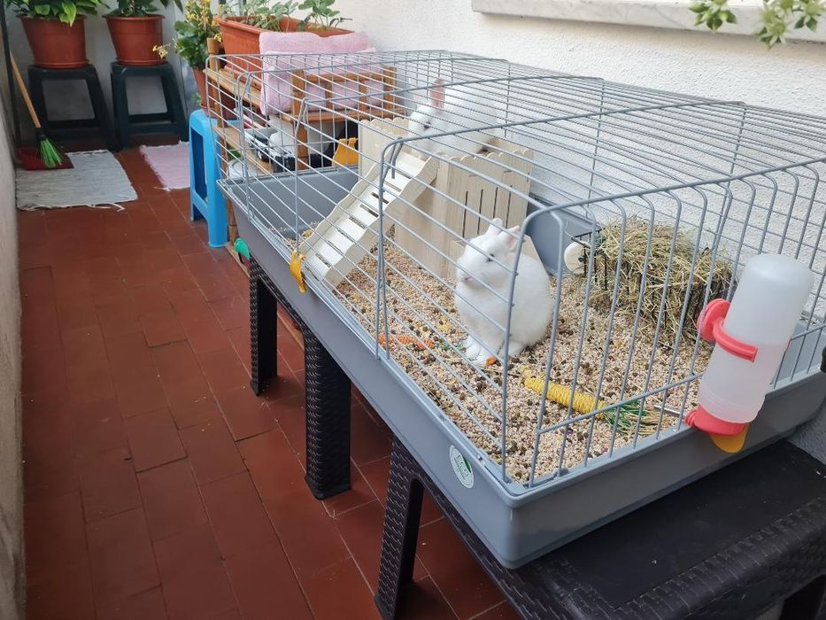 Kit + Coelhinhos anões