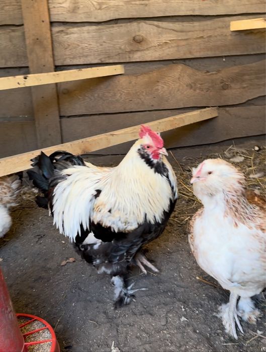 Фавероль інкубаційне яйце