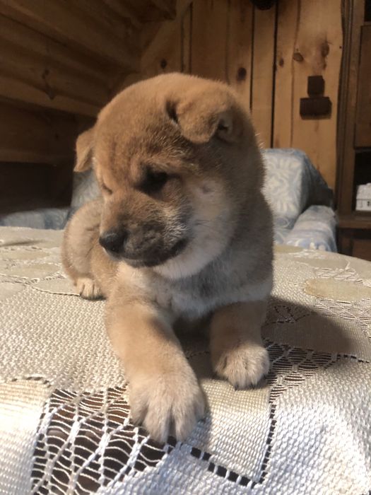 Shiba Inu,, urodziły się cudeńka, Rajsobie(FCI).