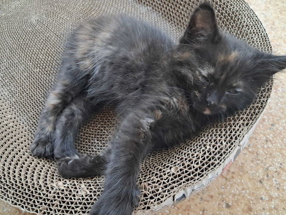 Віддаю кошеняток у добрі руки