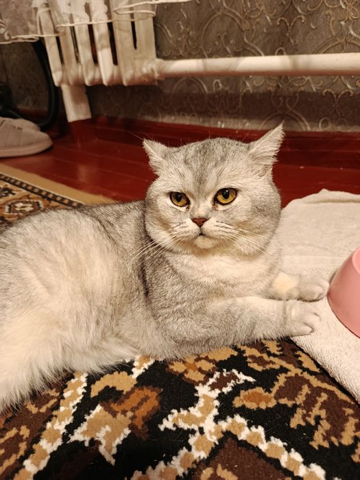 Продам шотландського котика 3,5 місяці