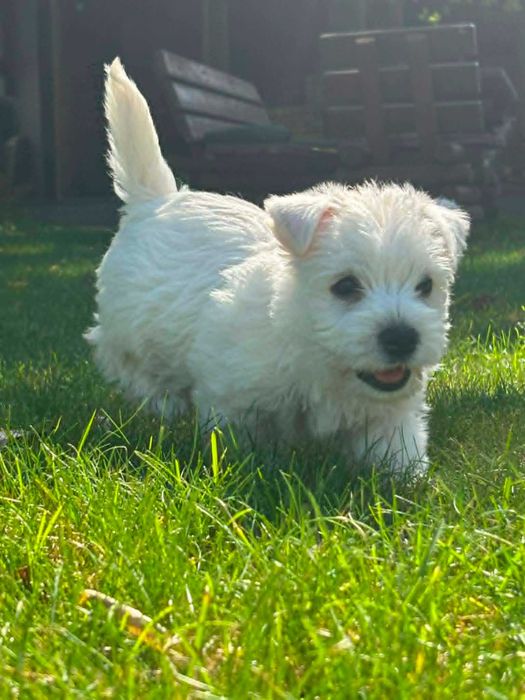 West highland white terrier przepiękny miot