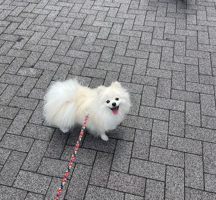 Продається хлопчик міні шпіців