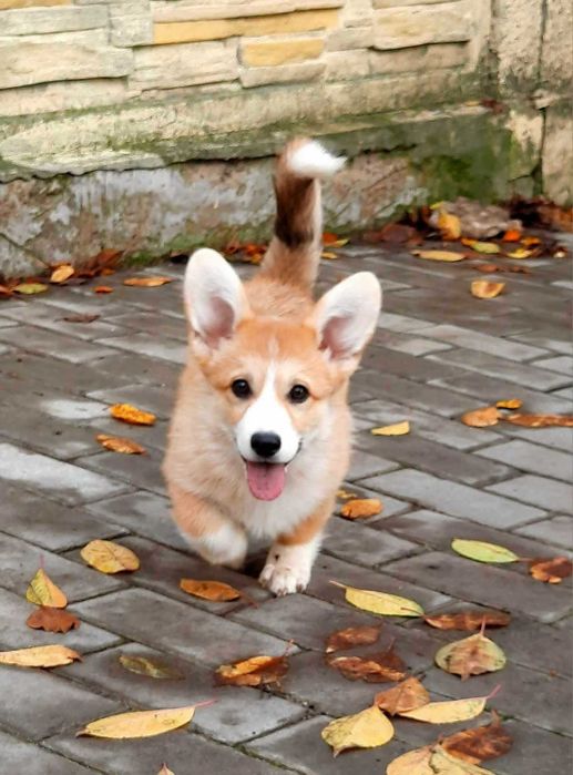Шикарна дівчинка вельш коргі пемброк