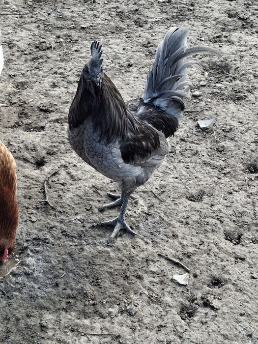 Sprzedam ayen cayeni