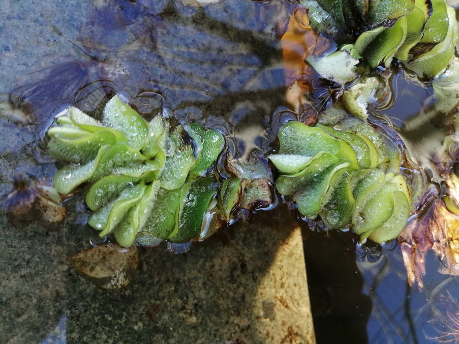 Planta aquário salvinia natans