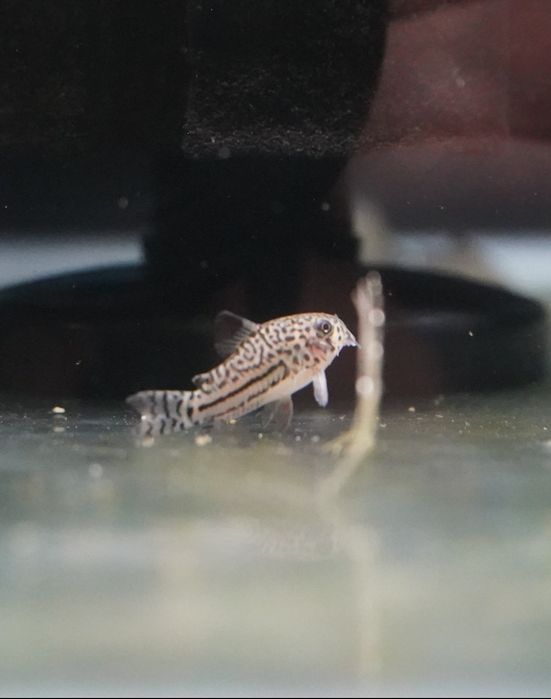 Corydora Juli - Criação Nacional