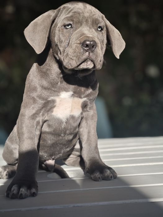 Cane Corso Italiano - Macho Cizento