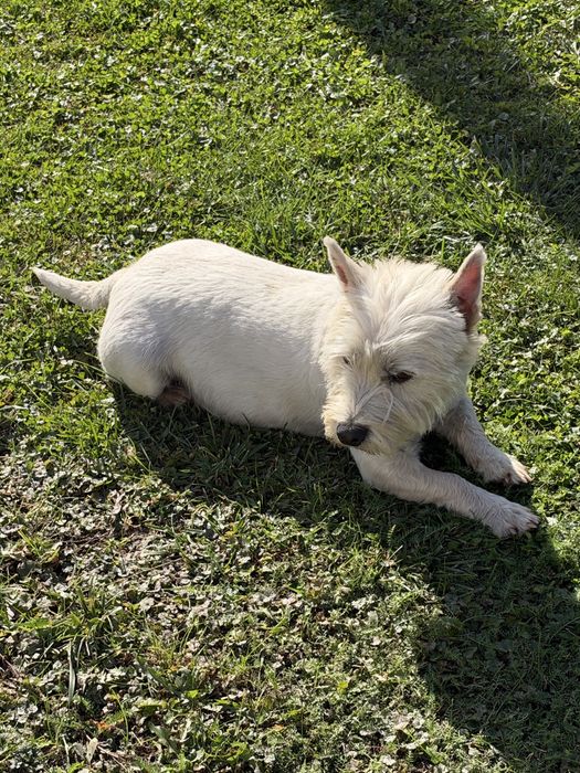 West Highland White Terrier