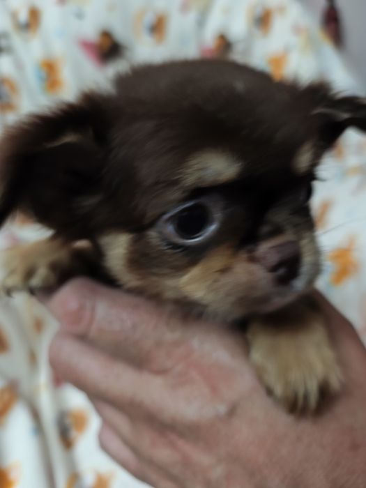 Chihuahua chocolate  lindíssima