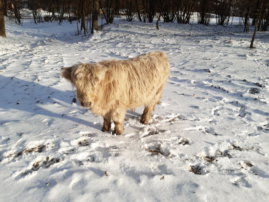 Byczek Highland (rasa Szkocka górska)