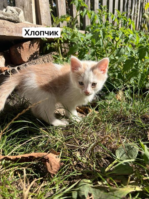 Віддамо кошенят у добрі руки!