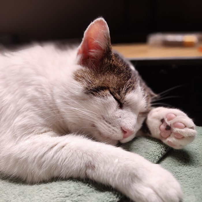 Cudny grzeczny przyjaciel