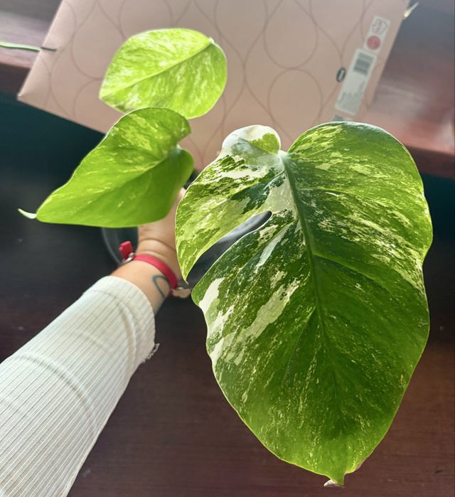 Monstera Variegata Ukorzeniona 3 liście