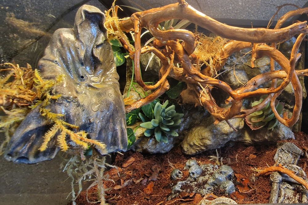 Exo terra 30x30x30 terrarium bioaktywne ptasznik modliszka gekon drzew