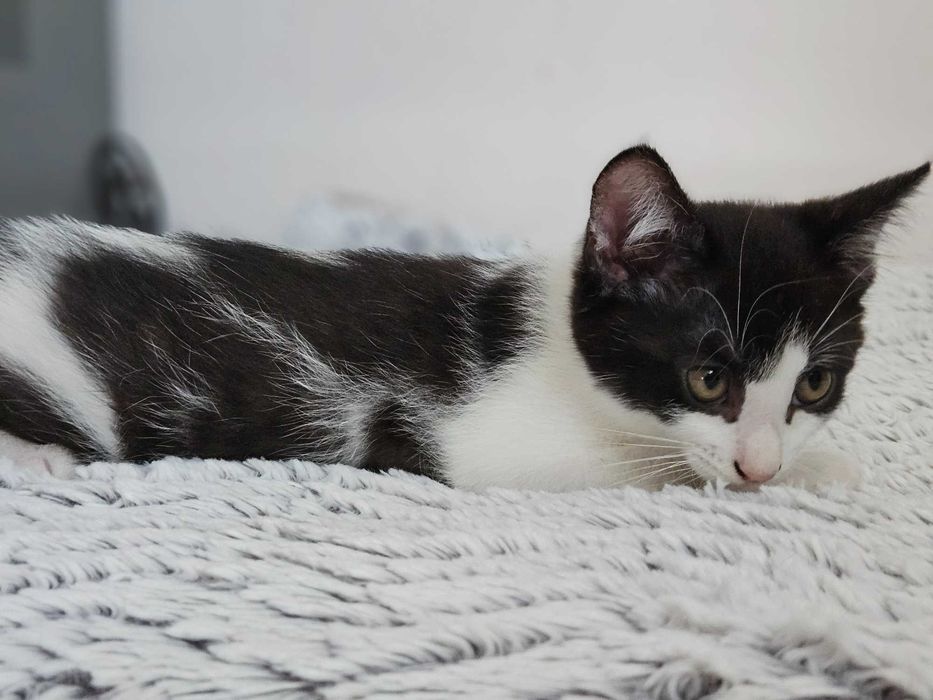 Gatinhos para adoção responsável